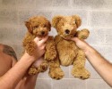 dogs-that-look-like-teddy-bears-00004