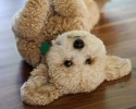 dogs-that-look-like-teddy-bears-00008