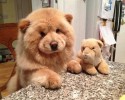 dogs-that-look-like-teddy-bears-00010