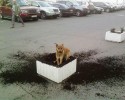 dogs-who-like-to-misbehave-posted-awesomelycute.com-1