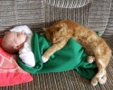 friendly-cats-towards-babies-1