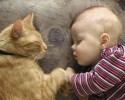 friendly-cats-towards-babies-12