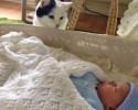 friendly-cats-towards-babies-16