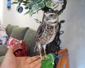 owl-bar-posted-awesomelycute.com-10
