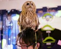 owl-bar-posted-awesomelycute.com-11