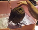 owl-bar-posted-awesomelycute.com-13
