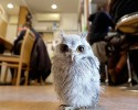owl-bar-posted-awesomelycute.com-2
