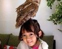 owl-bar-posted-awesomelycute.com-3