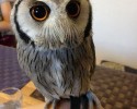 owl-bar-posted-awesomelycute.com-4