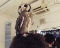 owl-bar-posted-awesomelycute.com-8