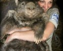 patrick-world-largest-wombat-posted-awesomelycute.com-3
