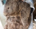patrick-world-largest-wombat-posted-awesomelycute.com-4