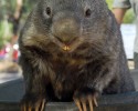patrick-world-largest-wombat-posted-awesomelycute.com-6