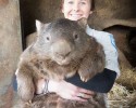 patrick-world-largest-wombat-posted-awesomelycute.com-8