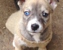 pets-with-different-colored-eyes-16