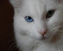pets-with-different-colored-eyes-17