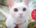 pets-with-different-colored-eyes-3