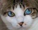 pets-with-different-colored-eyes-4