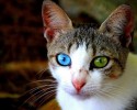 pets-with-different-colored-eyes-5