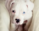 pets-with-different-colored-eyes-9