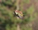 baby-weasel-rides-woodpecker-1