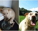 before-and-after-pictures-of-pets-who-have-been-adopted-1