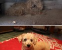 before-and-after-pictures-of-pets-who-have-been-adopted-12