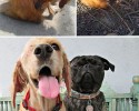 before-and-after-pictures-of-pets-who-have-been-adopted-13