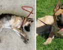 before-and-after-pictures-of-pets-who-have-been-adopted-14