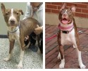 before-and-after-pictures-of-pets-who-have-been-adopted-16