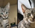 before-and-after-pictures-of-pets-who-have-been-adopted-17