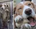 before-and-after-pictures-of-pets-who-have-been-adopted-18