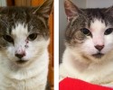 before-and-after-pictures-of-pets-who-have-been-adopted-21