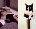 before-and-after-pictures-of-pets-who-have-been-adopted-3