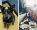 before-and-after-pictures-of-pets-who-have-been-adopted-4