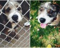before-and-after-pictures-of-pets-who-have-been-adopted-5
