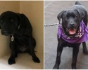 before-and-after-pictures-of-pets-who-have-been-adopted-6