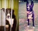 before-and-after-pictures-of-pets-who-have-been-adopted-7