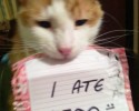 cat-shaming-10
