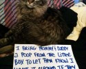 cat-shaming-11