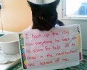 cat-shaming-4