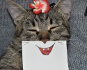 cat-with-paper-drawn-expressions-2