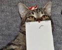 cat-with-paper-drawn-expressions-6