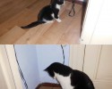 cats-growing-up-before-and-after-pictures-1