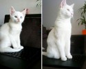 cats-growing-up-before-and-after-pictures-15
