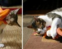cats-growing-up-before-and-after-pictures-16