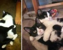 cats-growing-up-before-and-after-pictures-17