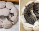 cats-growing-up-before-and-after-pictures-2