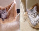 cats-growing-up-before-and-after-pictures-25