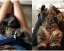 cats-growing-up-before-and-after-pictures-5